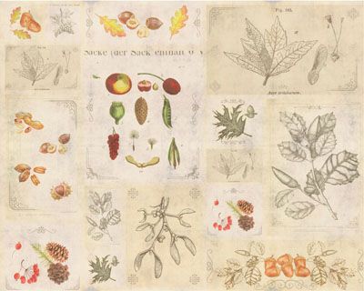 Herbarium Fabric: Fruits Herbarium Fabric: Fruits