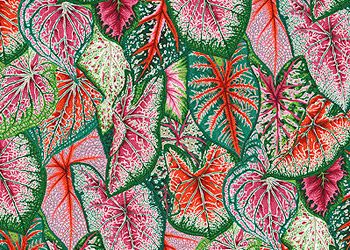 Kaffe Fassett Collective Caladiums Fabrics