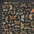 Halloween Fabric, Tim Holtz, Moth Study Halloween Fabric, Tim Holtz, Moth Study